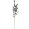 SPEEDTSBERG 194866 Eukalyptus