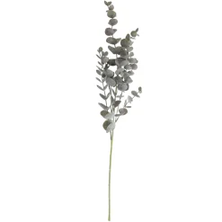 SPEEDTSBERG 194866 Eukalyptus