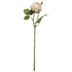 SPEEDTSBERG 204933 Rose